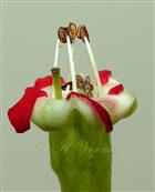  Stamens and Pistil